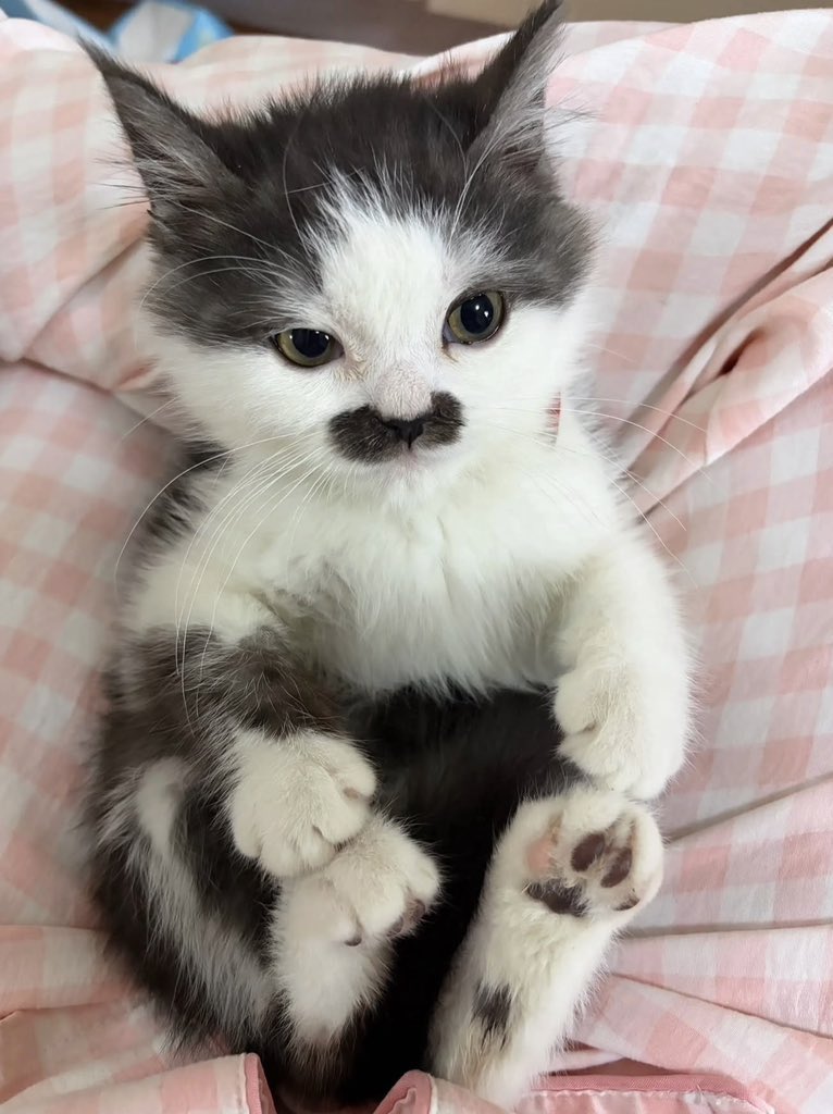 The Cat Aura 𓃠 tweet media