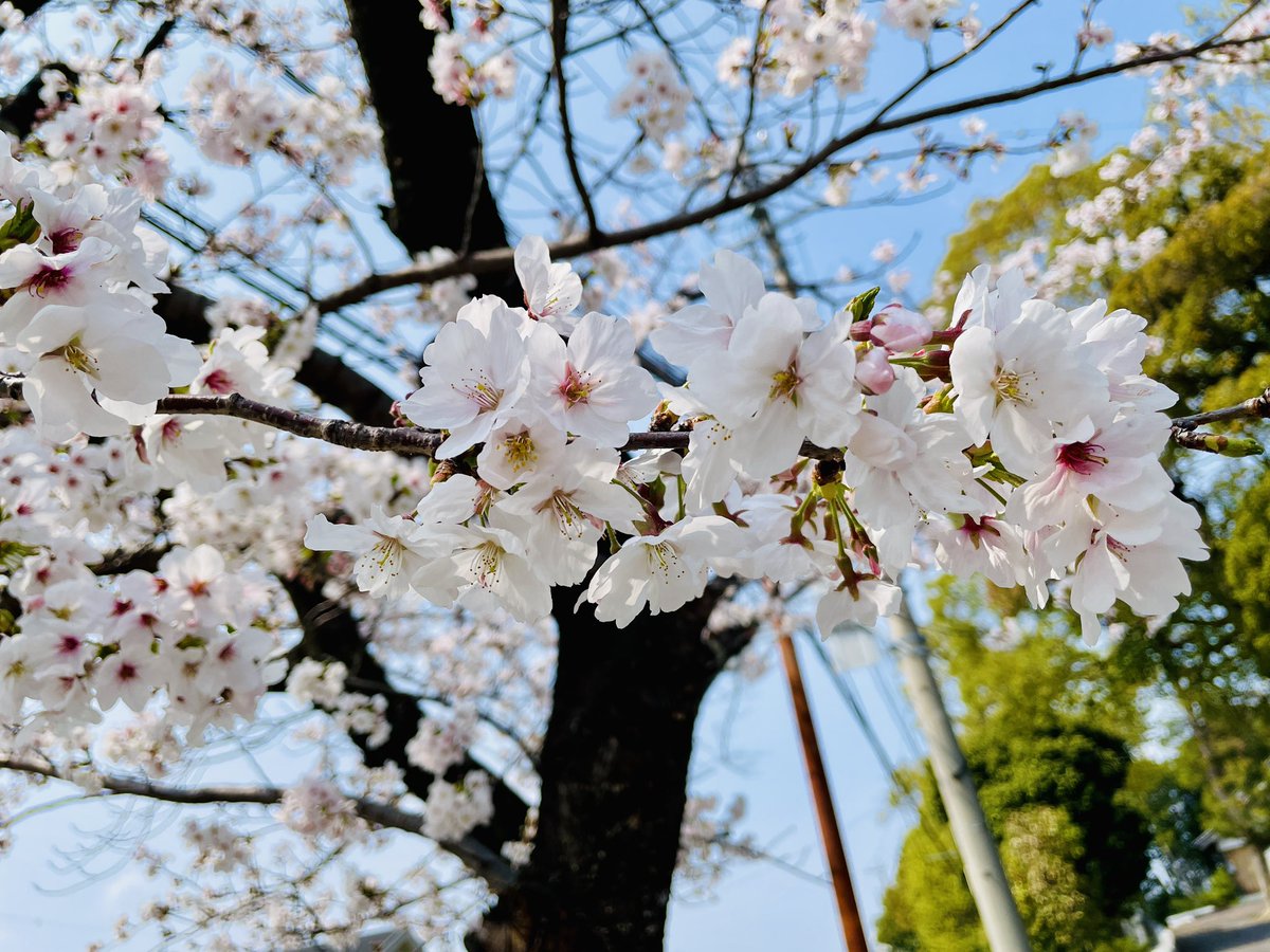 さくら〜🌸