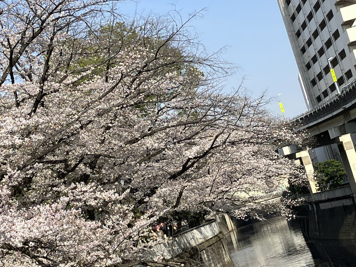 Maki Mitsuzono tweet media