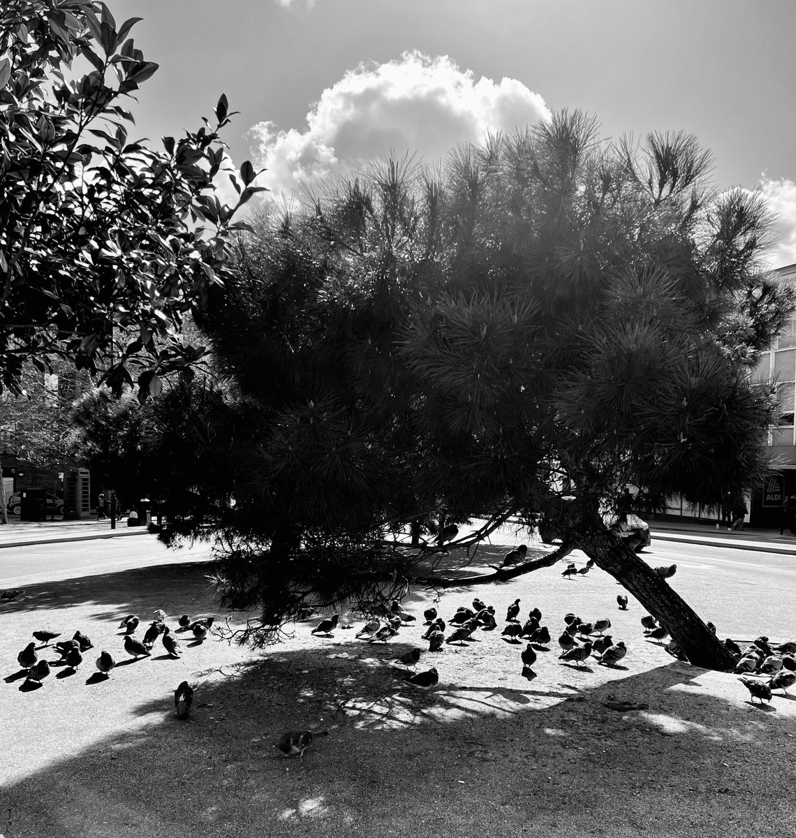 Elizabeth May tweet media