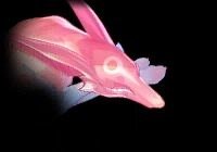 Star Rail Universe tweet media