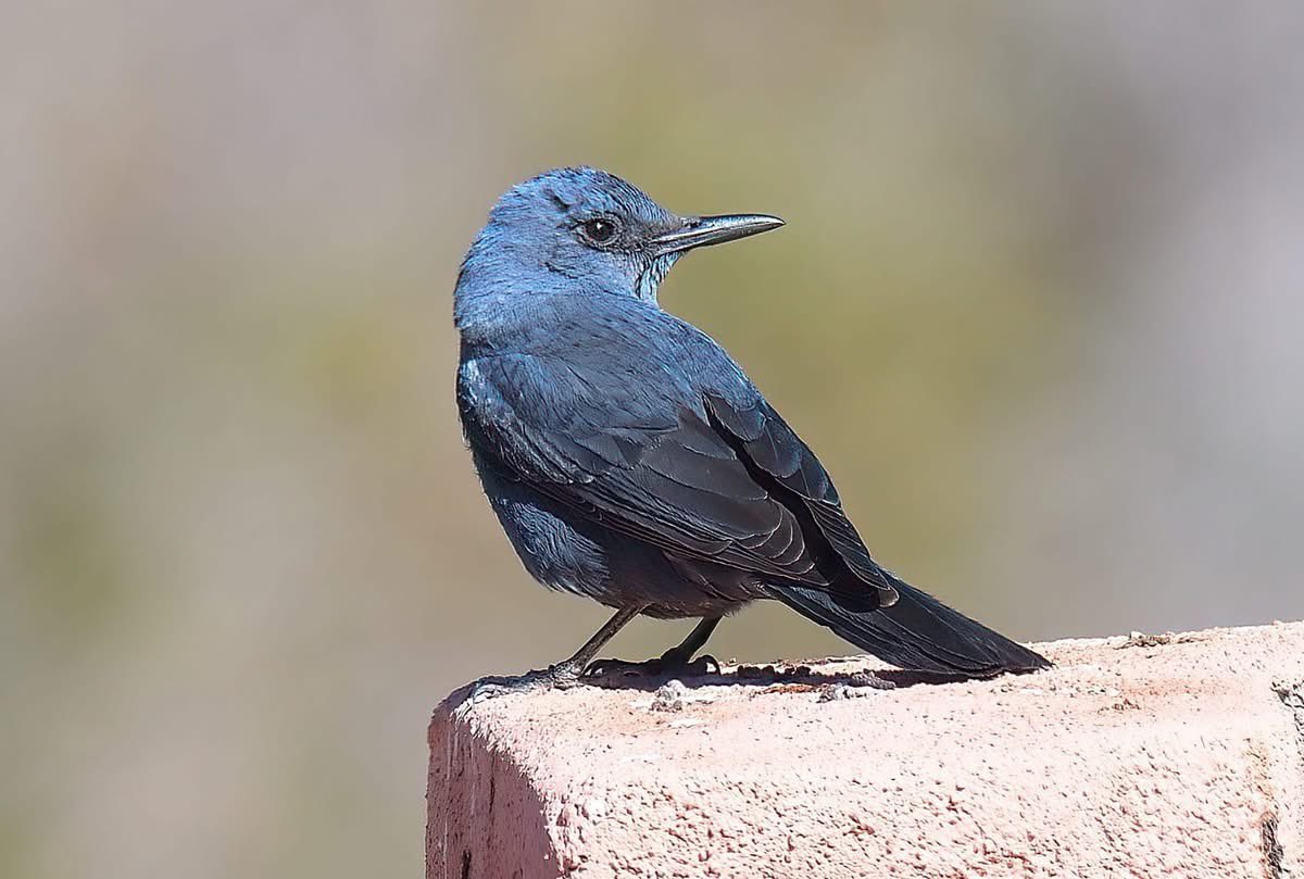 Have a wonderful start to your week! Take a moment to watch birds, birds give us a break from the madness. Be kind today, make someone’s day a little better. Blue Rock Thrush #Morocco