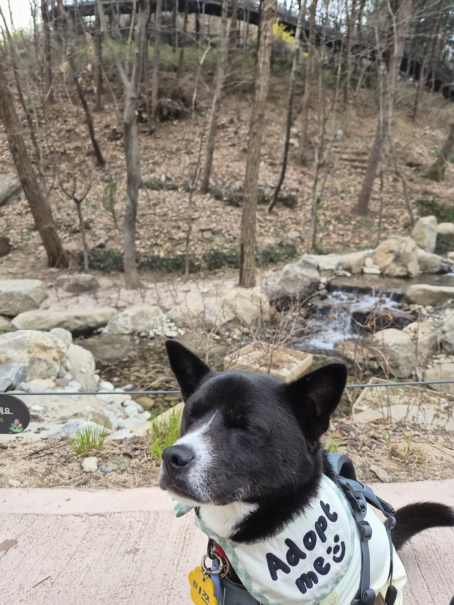 가족 찾고 있는 미쯔🐶 tweet media