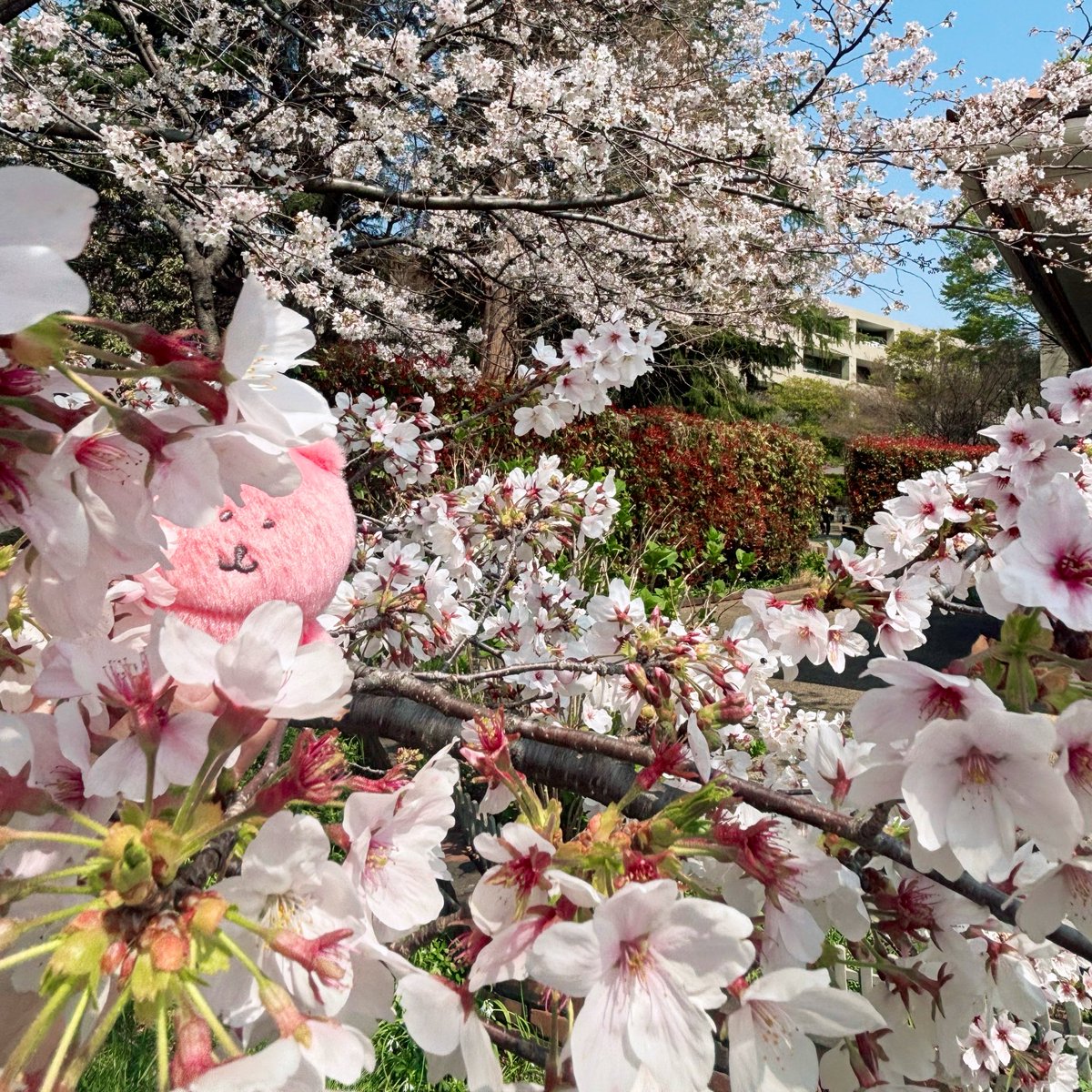 ぬい暮らし（PERUNA） tweet media