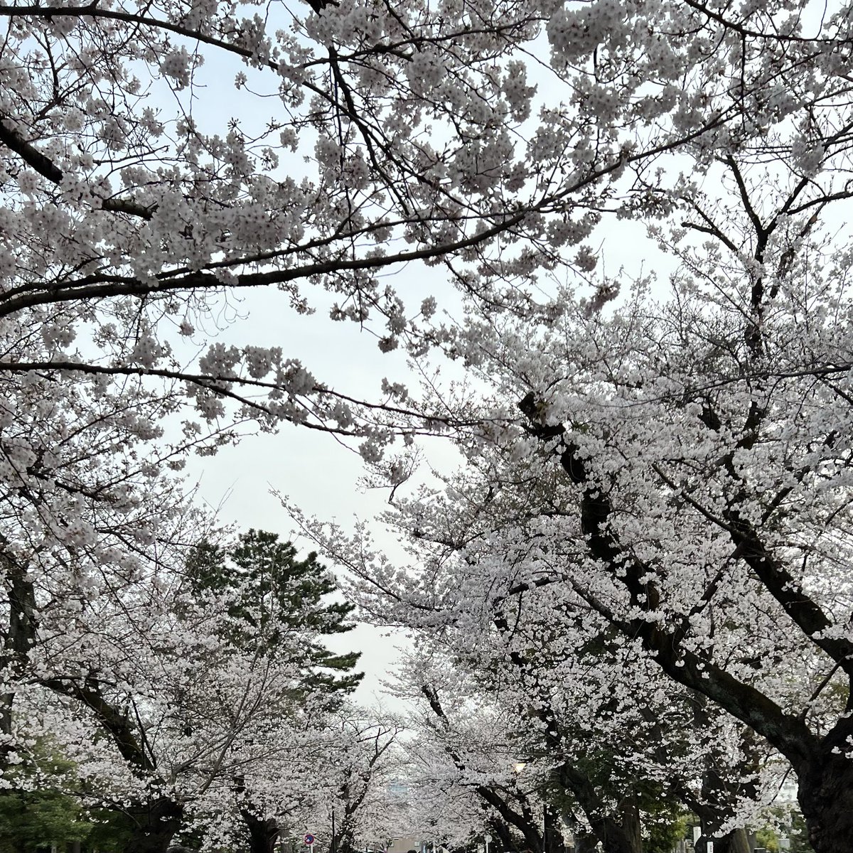 bugatsu's tweet photo. 谷中霊園の桜満開
#谷中 #桜満開 #谷中霊園 
#tokyo #谷根千 https://t.co/tRrRVVtDsF
