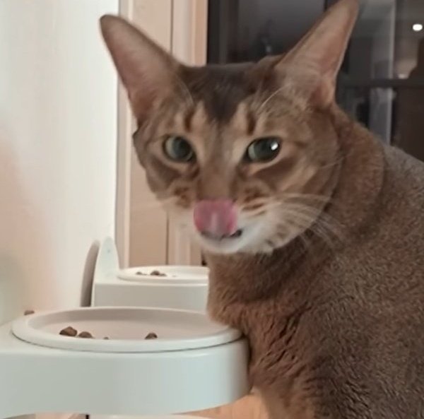 แมวโง่อยากเป็นเอลฟ์อิสระ¹⁰ tweet media