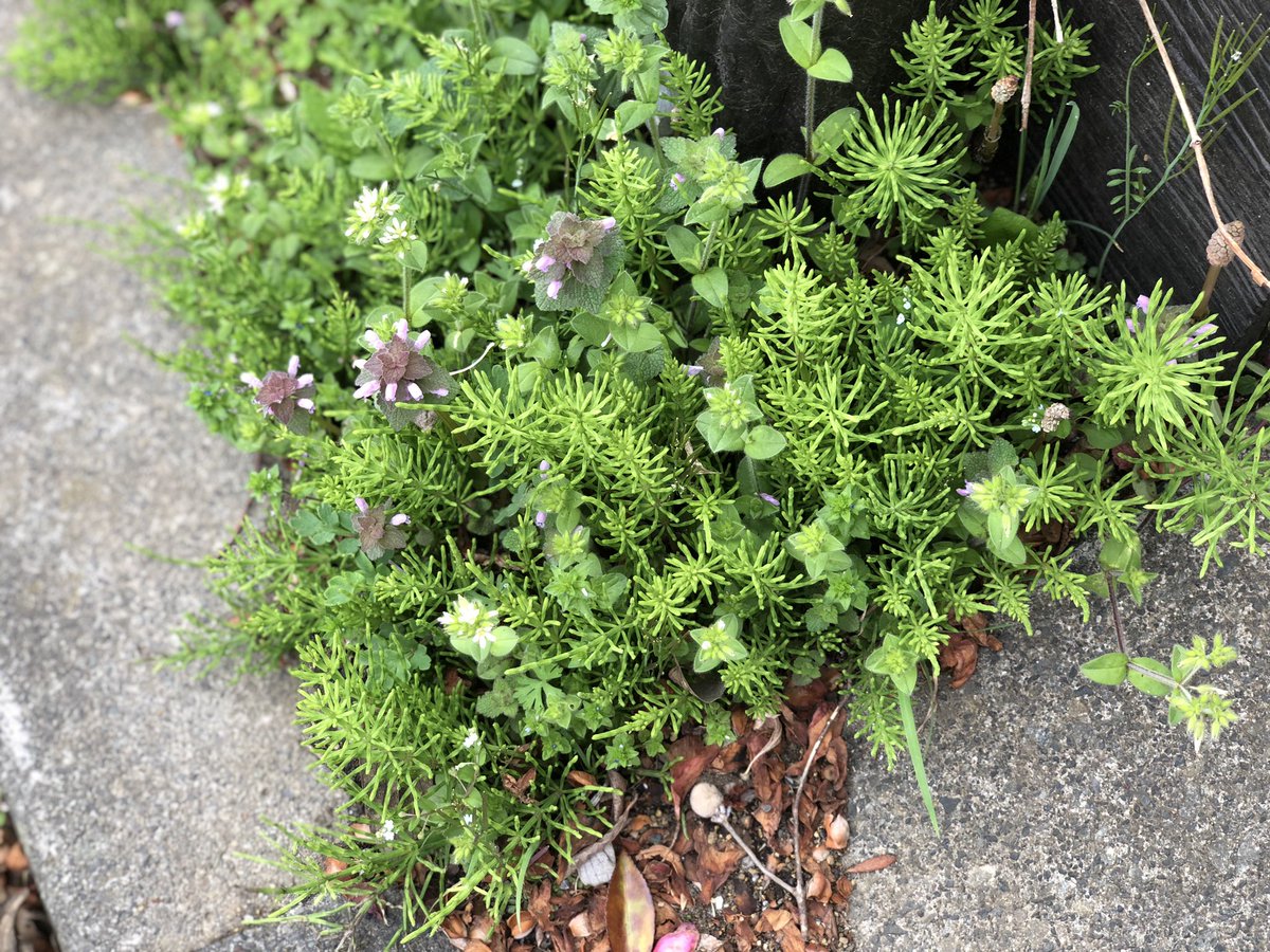 みちのこいし tweet media