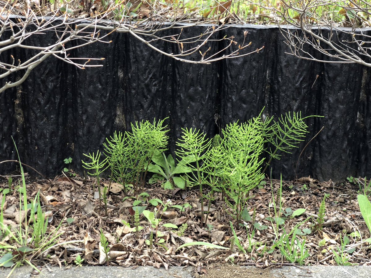 みちのこいし tweet media