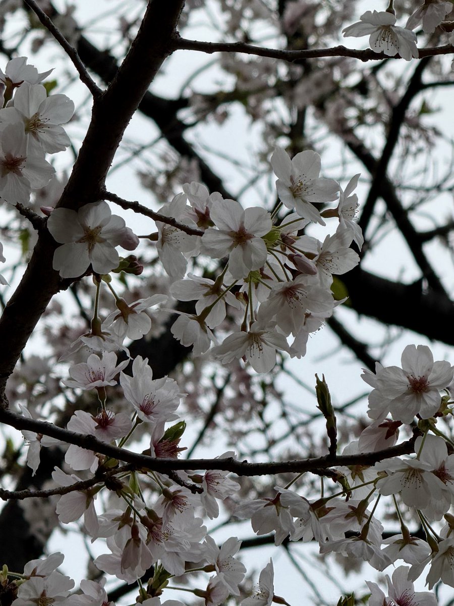 髙野ピエール tweet media