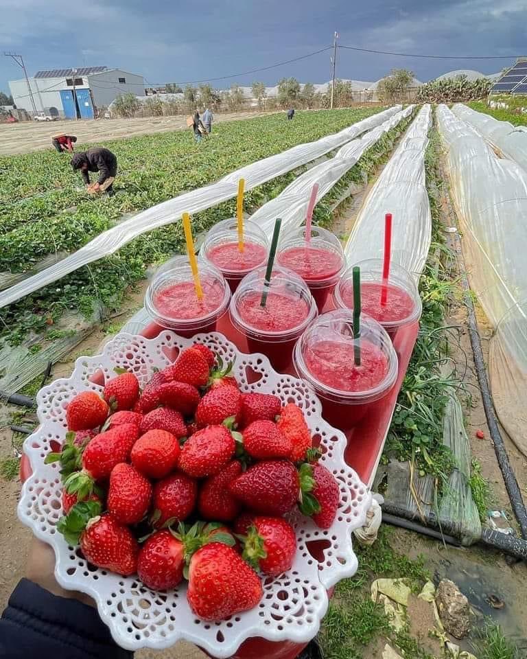 Moayed harazen 🇵🇸 tweet media