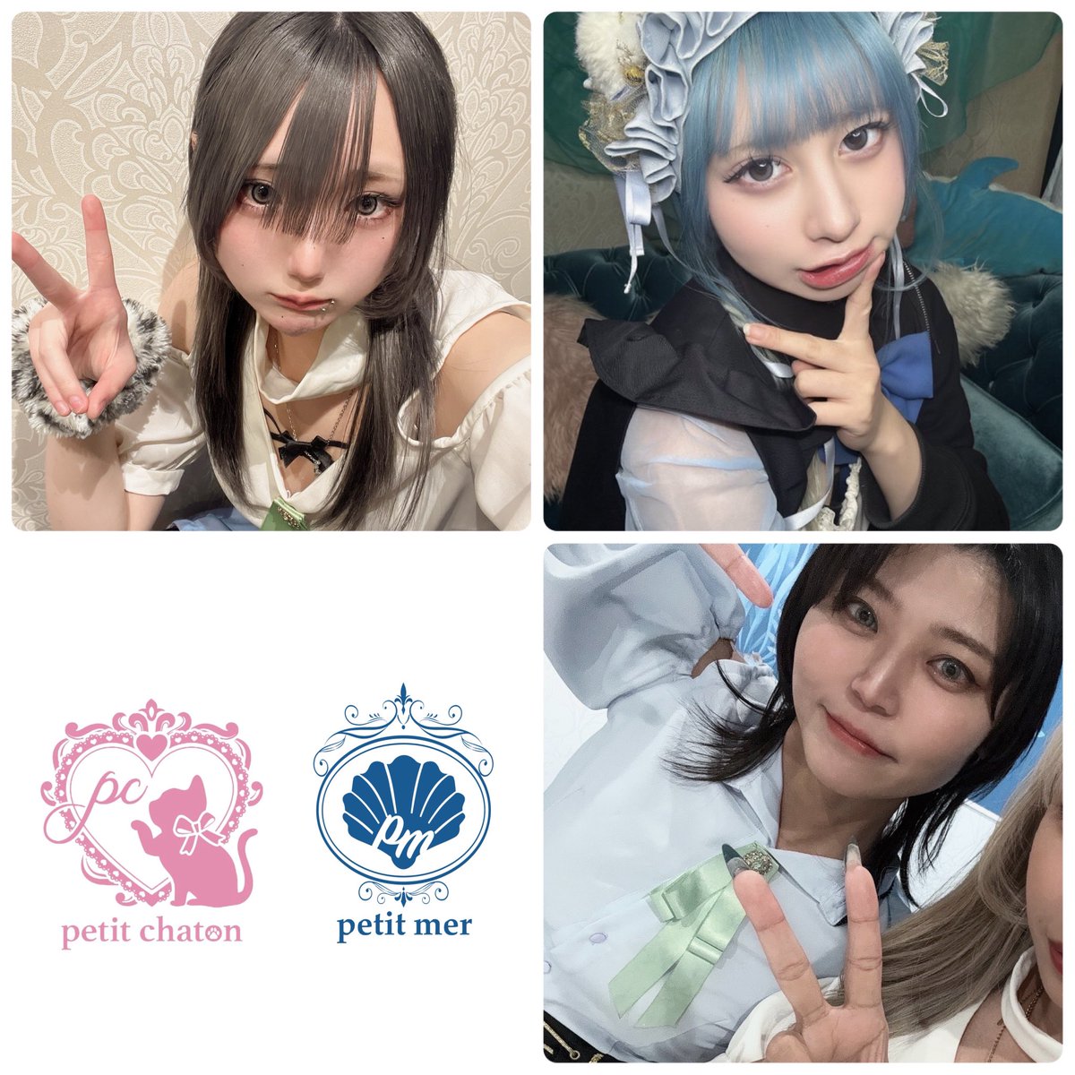 petit mer / petit chaton 公式アカウント tweet media