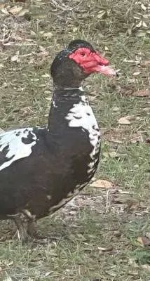 Asụsụ Igbo tweet media