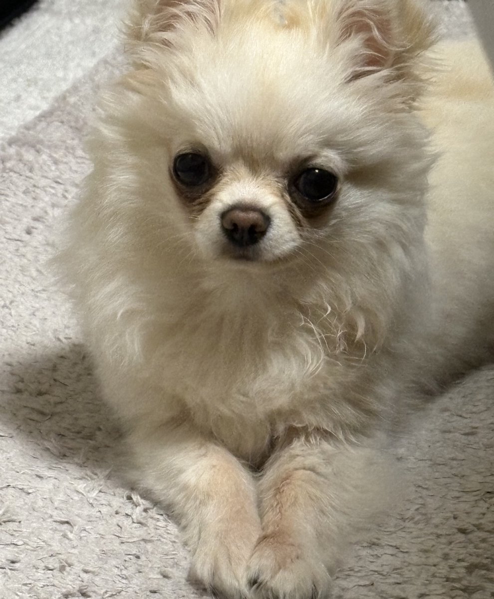 ᐢᴗᐢ tweet media