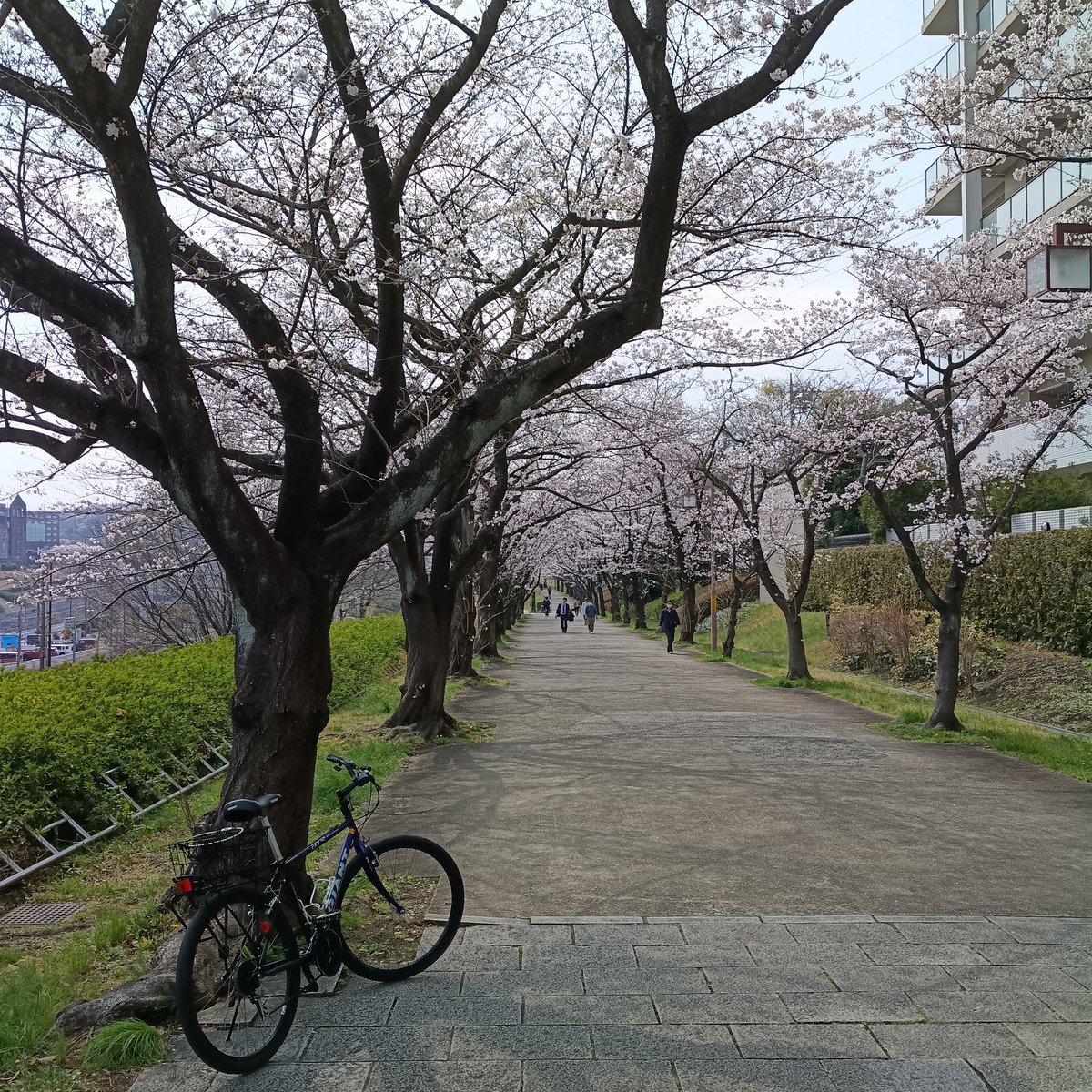 YpHamster's tweet photo. 定期通院のついでに南大沢付近をポタ
駅西から小山内裏公園への遊歩道は満開の桜が続きます。
OKストアで弁当買って富士見台公園で食す。
ソメイヨシノは天気次第だけどぱっと咲いてぱっと散りますねぇ https://t.co/ZMRihrt84l