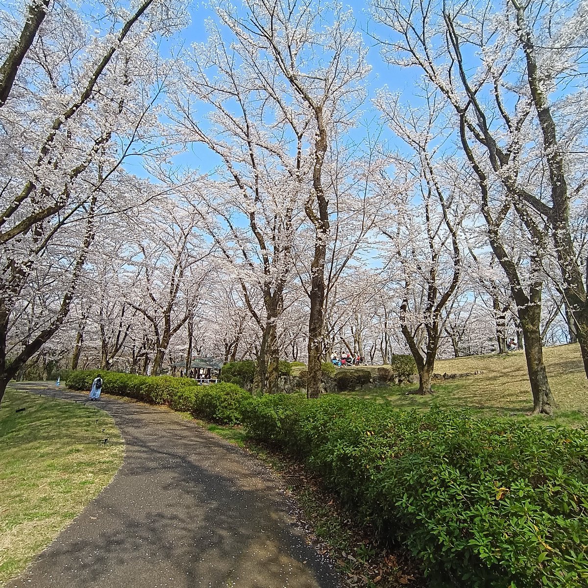 YpHamster's tweet photo. 定期通院のついでに南大沢付近をポタ
駅西から小山内裏公園への遊歩道は満開の桜が続きます。
OKストアで弁当買って富士見台公園で食す。
ソメイヨシノは天気次第だけどぱっと咲いてぱっと散りますねぇ https://t.co/ZMRihrt84l