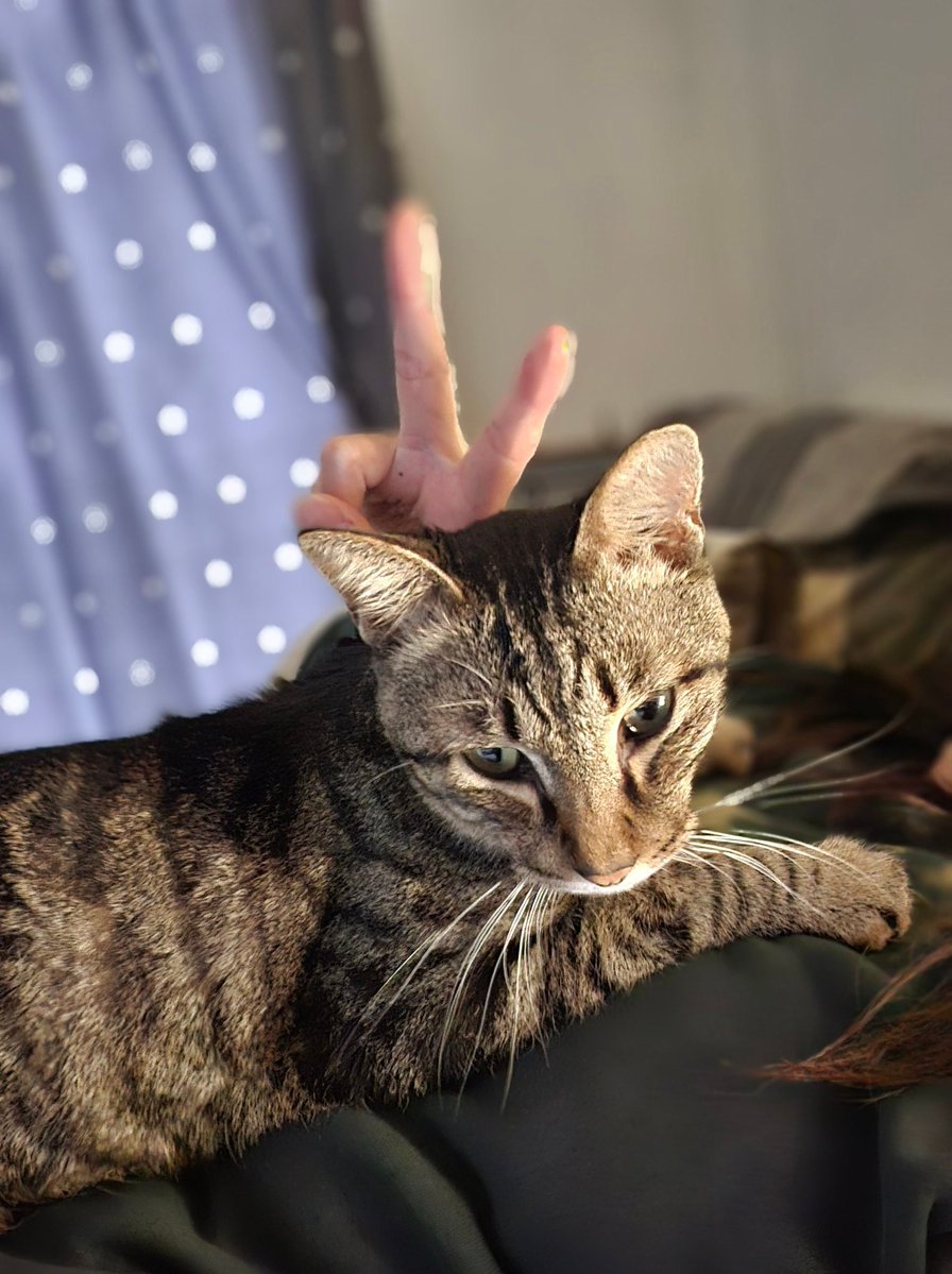 BLACK_swallowtail ⋈*｡ﾟ改 tweet media