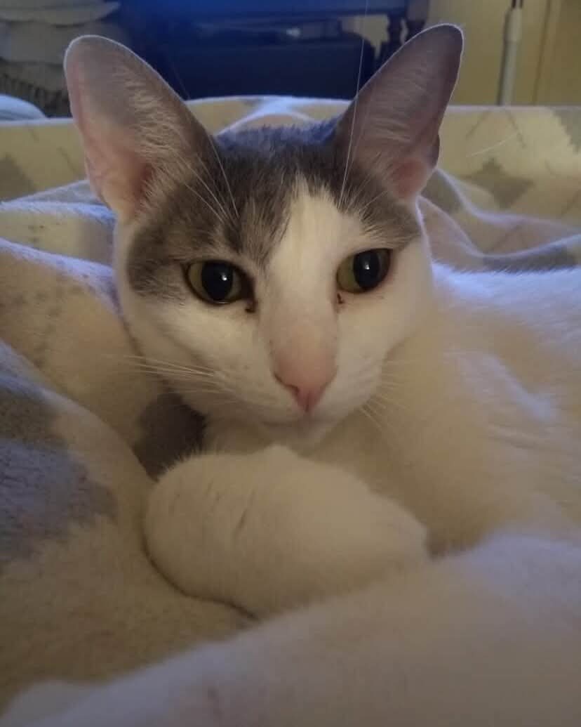 GATITA EN ADOPCION EN BELGRANO
Su nombre: Kitty
Edad: 5 años
Esta castrada y todas las vacunas al dia. Su humana fallecio.
Graciela, 11 3579-5379

#GatitosenadopciondefansZONACABA
