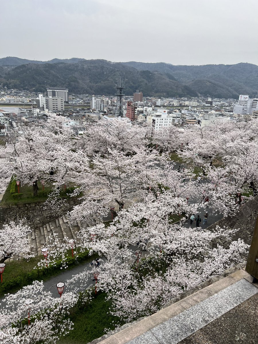 ミニゴリ🍩 tweet media