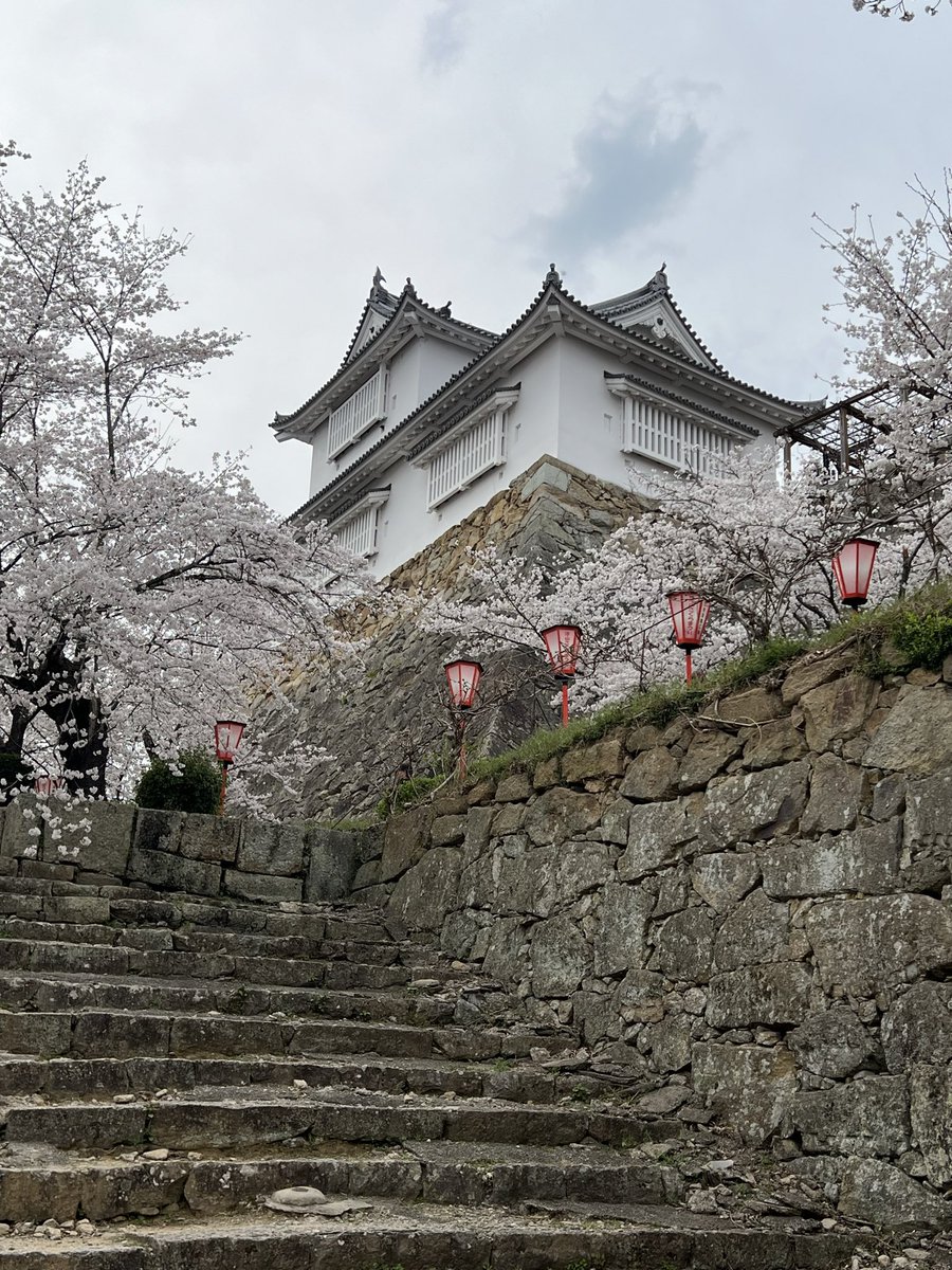 ミニゴリ🍩 tweet media