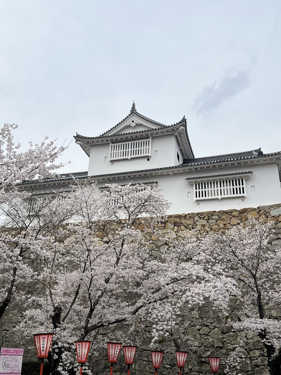 ミニゴリ🍩 tweet media