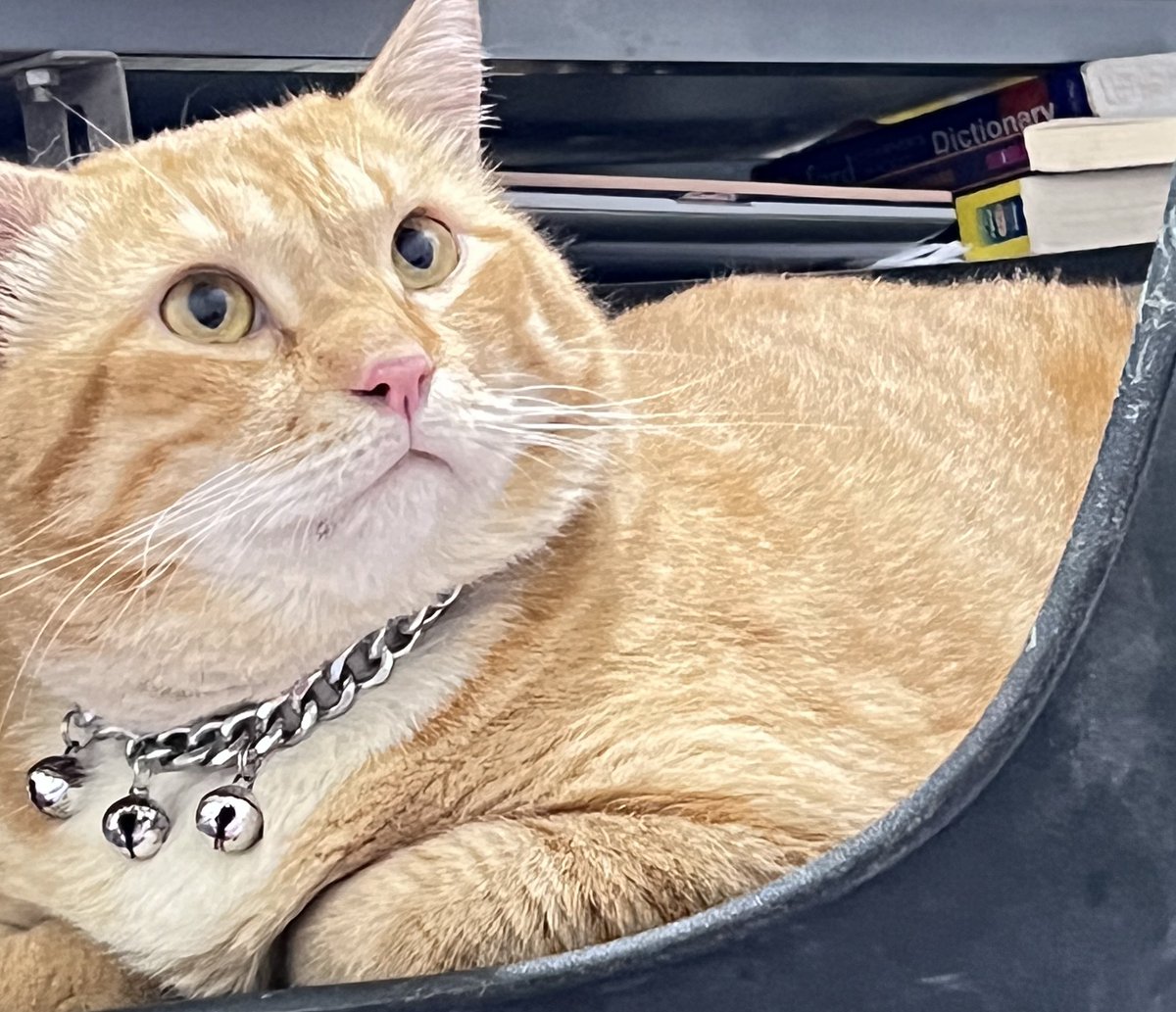 Pak RT Koko tweet media