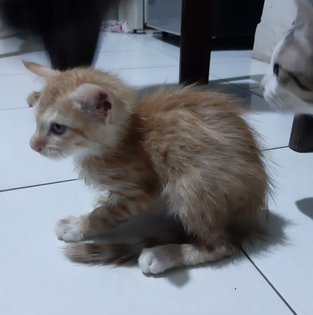 Pak RT Koko tweet media