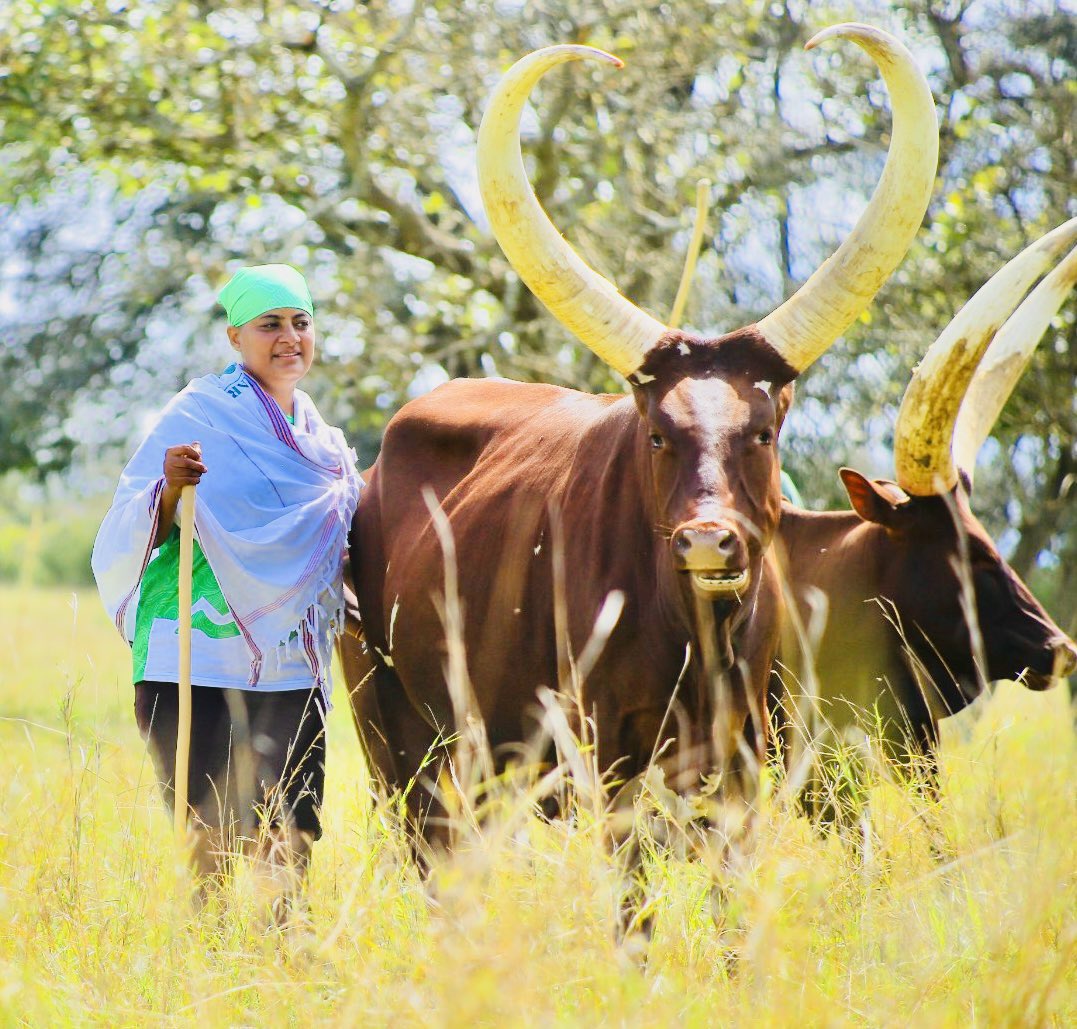 GideonSsekidde's tweet image. Mbarara is taking the crown! Stealing the show from Kampala. What's making Mbarara No. 1?. The city of milk and honey, growth that's no joke.#GoldenPost @UCC_ED @Basheshe_nation #MbararaRising #UgandaVibes