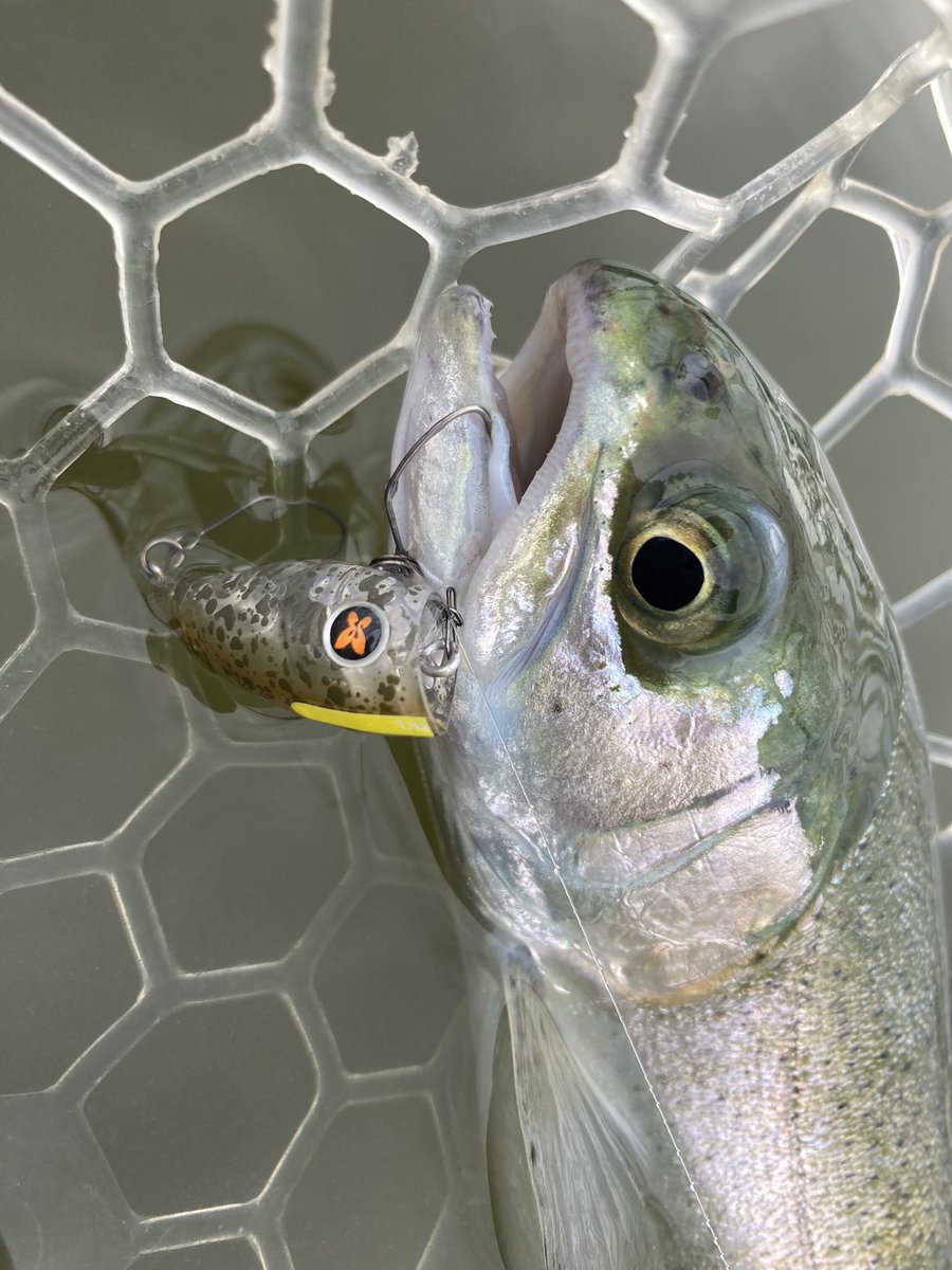 ハマー tweet media