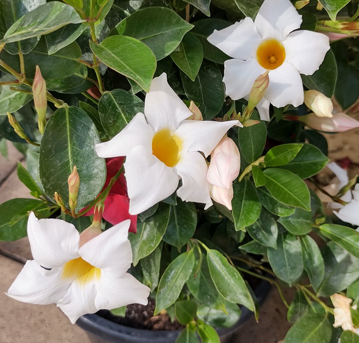 Joni Page Author tweet media