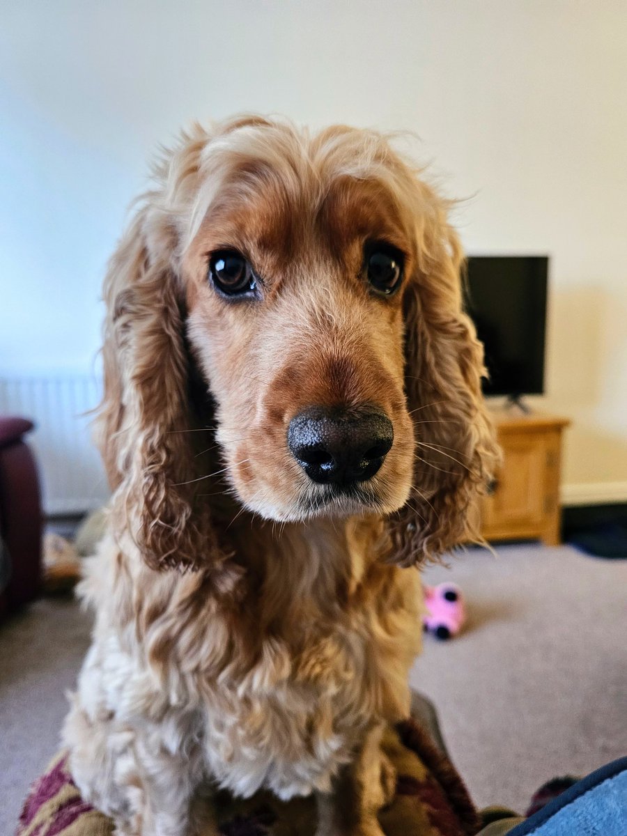 Bess who's very bonnie. tweet media