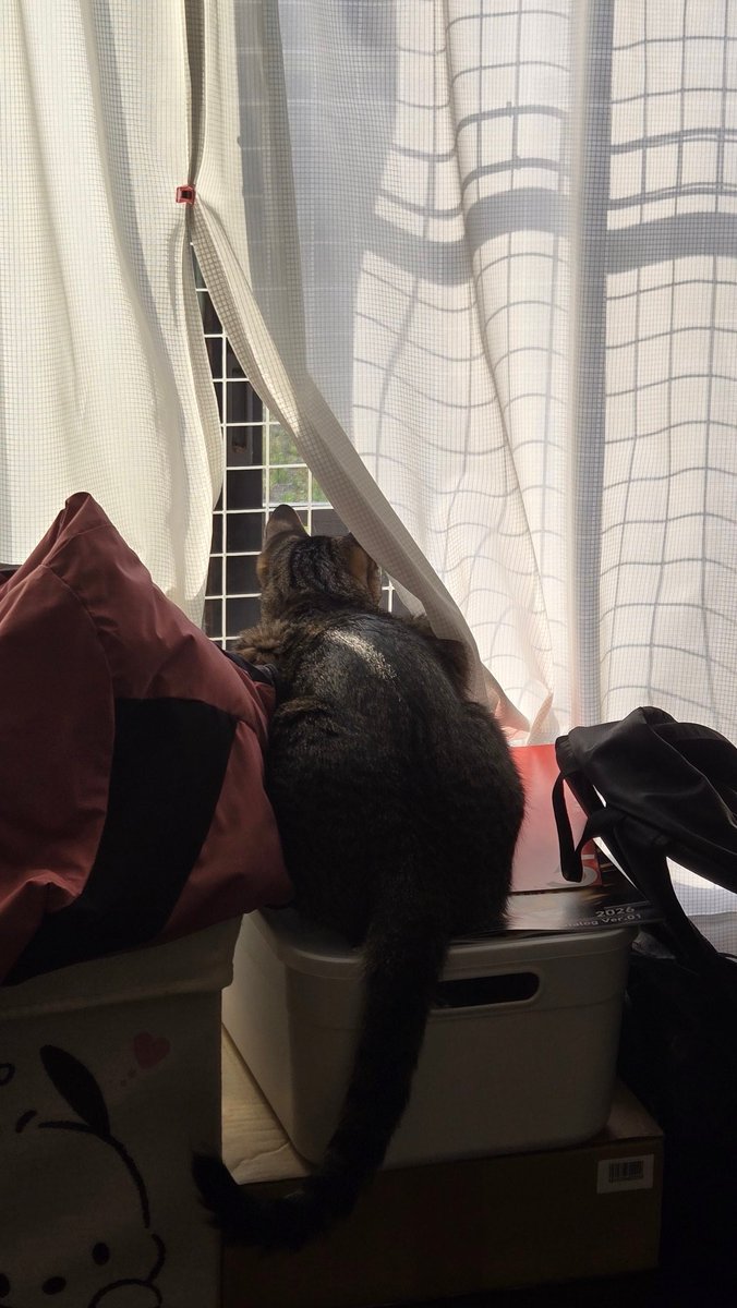 外の鳥に向かって「ニャニャ」言ってる