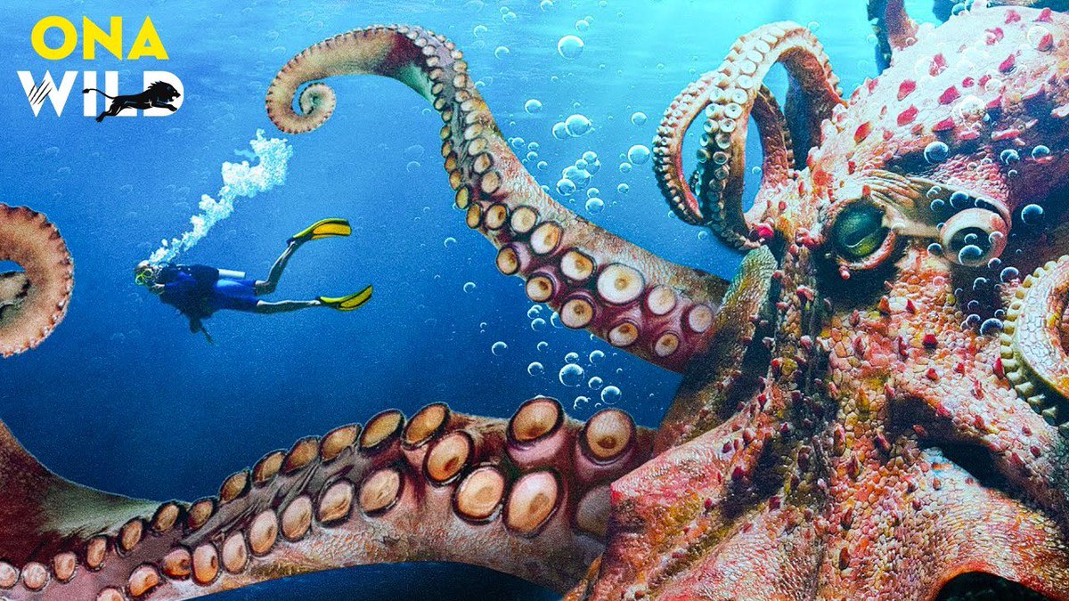 tizianocaviglia's tweet photo. Come ragiona la mente di un polpo nelle profondità marine
#polpi #octopus #biologia
I polpi abitano sulla Terra da milioni di anni e si sono evoluti sviluppando un insieme di caratteristiche biologiche sorprendenti: tre cuori, sangue blu, un sistema...
https://t.co/25ZDljjhYz https://t.co/JKbQWgTDm4