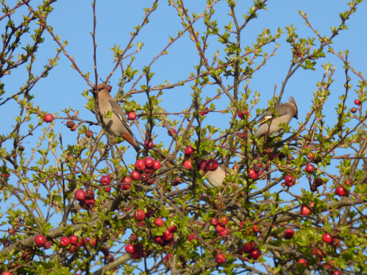 Nice to catch up with the waxwings at thornley this morning