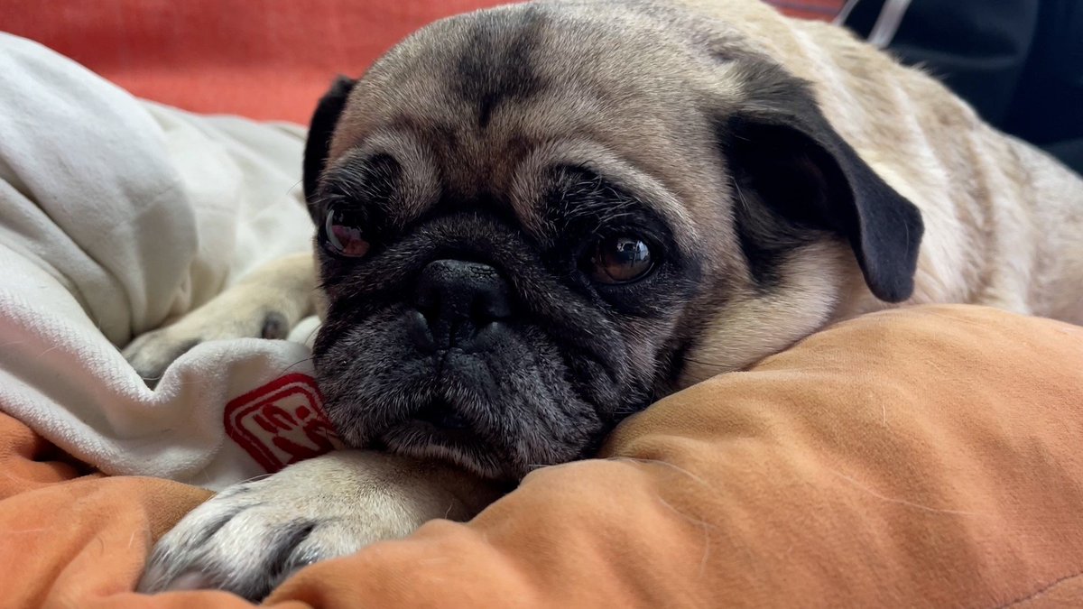 めざましテレビ tweet media