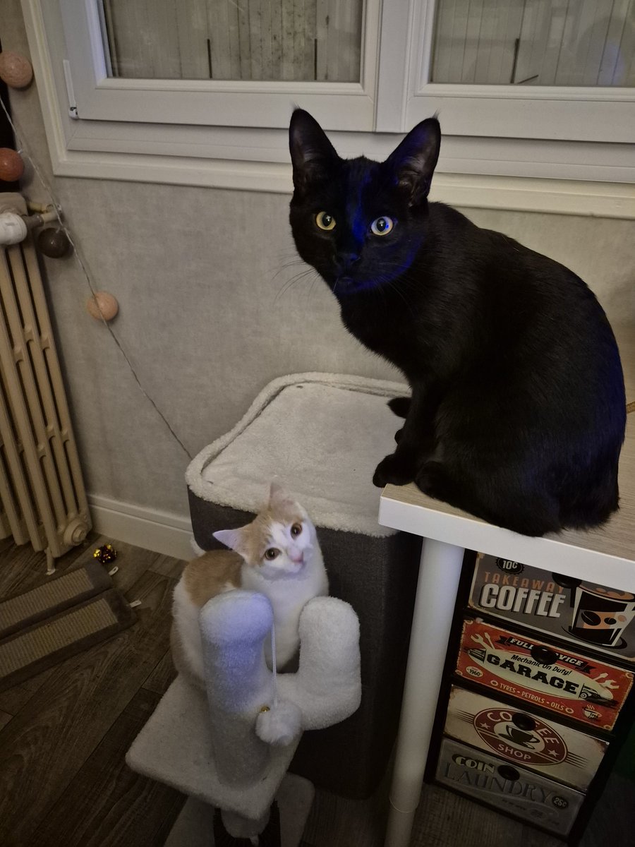 Gertrude tweet media