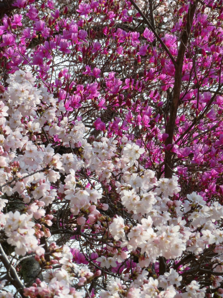 hitomihcx's tweet photo. Kameyama Park/亀山公園/2026.03.28
#Kyoto #京都 #arashiyama #嵐山
#KameyamaPark #亀山公園
#ArashiyamaPark #嵐山公園
#NearbyPark #近所の公園
#ObservationPlatform #展望台
#Azalea #ツツジ #躑躅
#ThreeLeafAzalea #ミツバツツジ
#MountainAzalea #ミヤマツツジ
#CherryBlossoms #桜 https://t.co/wnoW7cMAEz