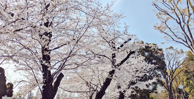 お花見参加して来た 段ボールの組み立て式の小さいテーブルやエアー座布団みたいなものを用意してくれてて、いつもだけどあそこの制作さんたちは準備に余念がなくてすごいと思った お腹いっぱいご飯食べさせていただきありがとうございました
