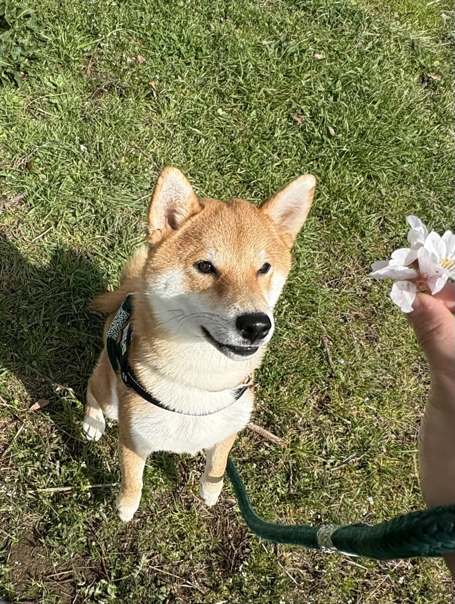 びわのすけ tweet media