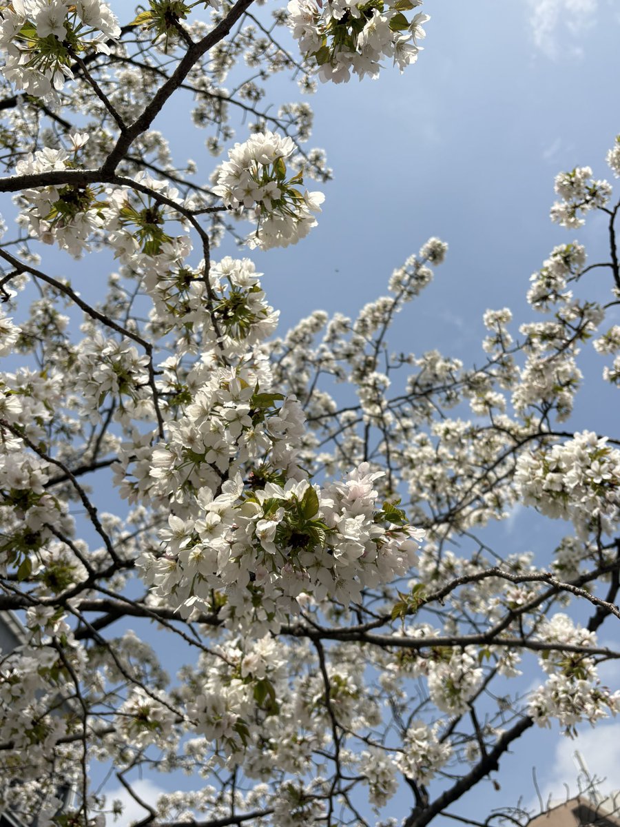 いろんな桜があっていろんな桜に癒されてる。いろんな筋肉があっていろんな筋肉に悩まされてる。ここからだ。