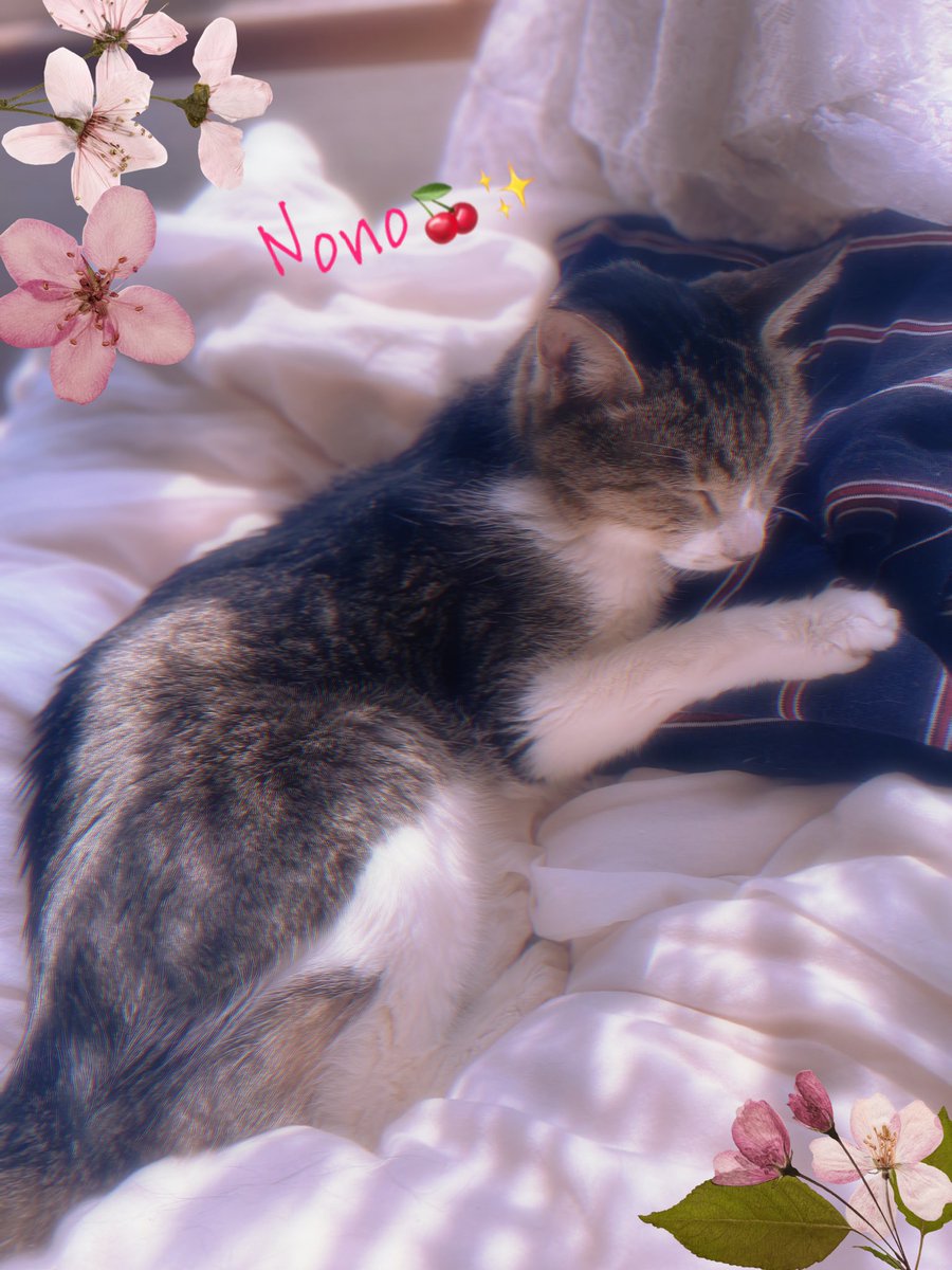 まりたす♡ᵕ̈*⑅୨୧多忙のため超低浮上♡お返しはゆっくり𓈒◌𓐍𓈒°𓈒◌𓐍𓈒𓂃𓂂🍃 tweet media