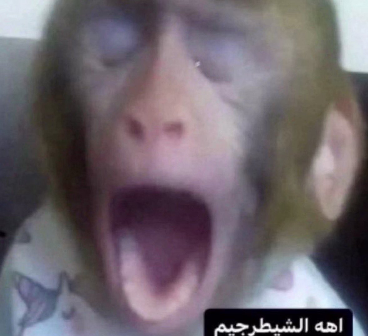 رَسل tweet media