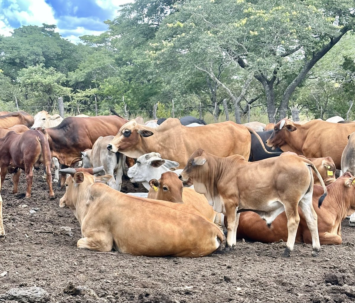 Klipranch tweet media