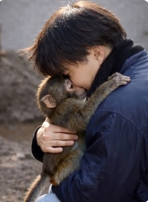 ANIMALIA tweet media