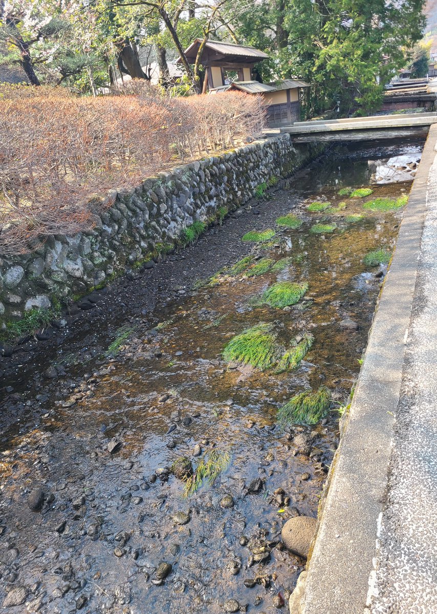 白石梅花藻姫(公式) tweet media