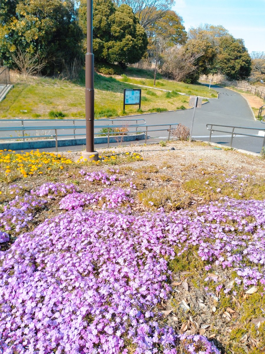 神木ねがい tweet media