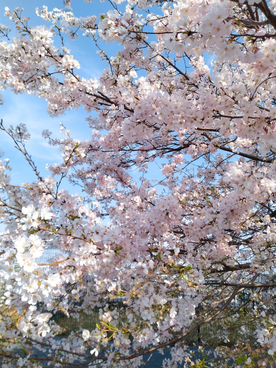 神木ねがい tweet media