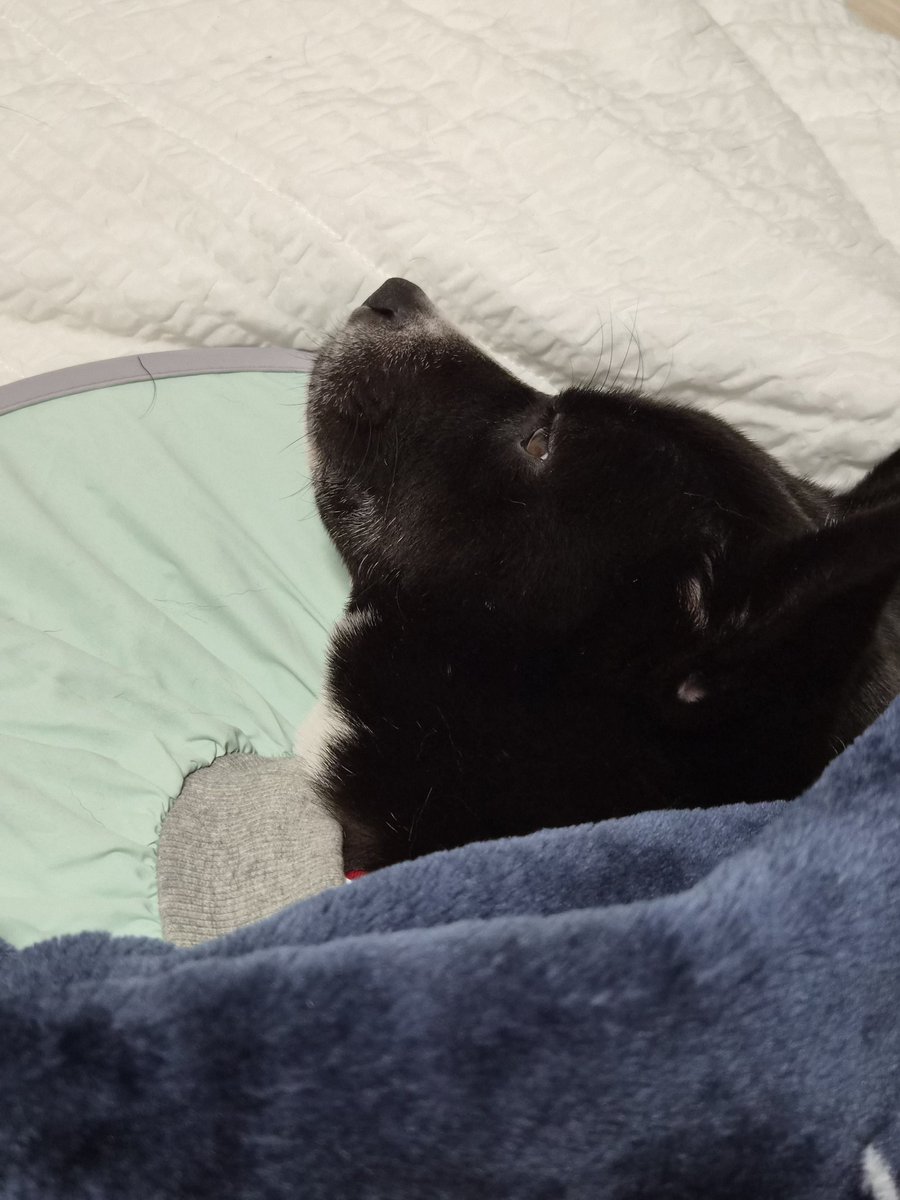 가족 찾고 있는 미쯔🐶 tweet media