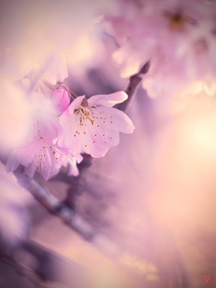 パンテノールM tweet media