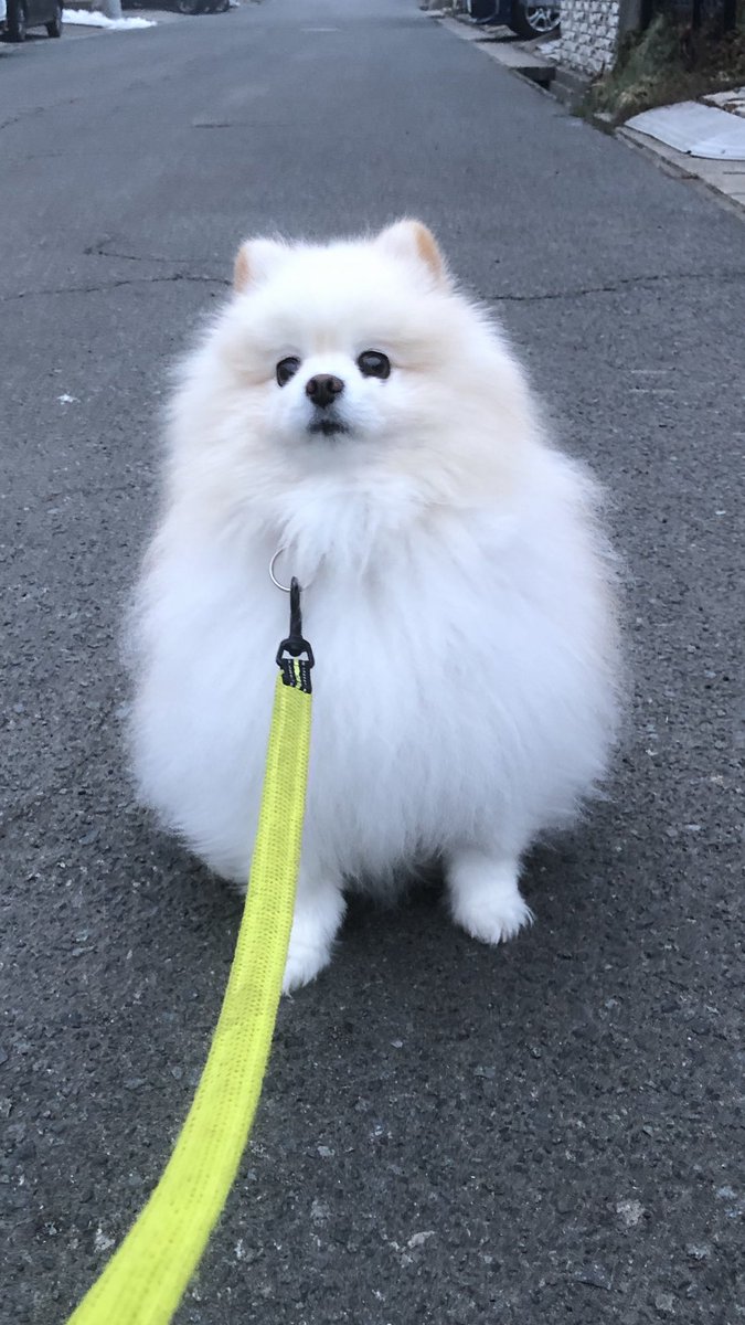 ポコ🐶🐾🐾🍀 tweet media