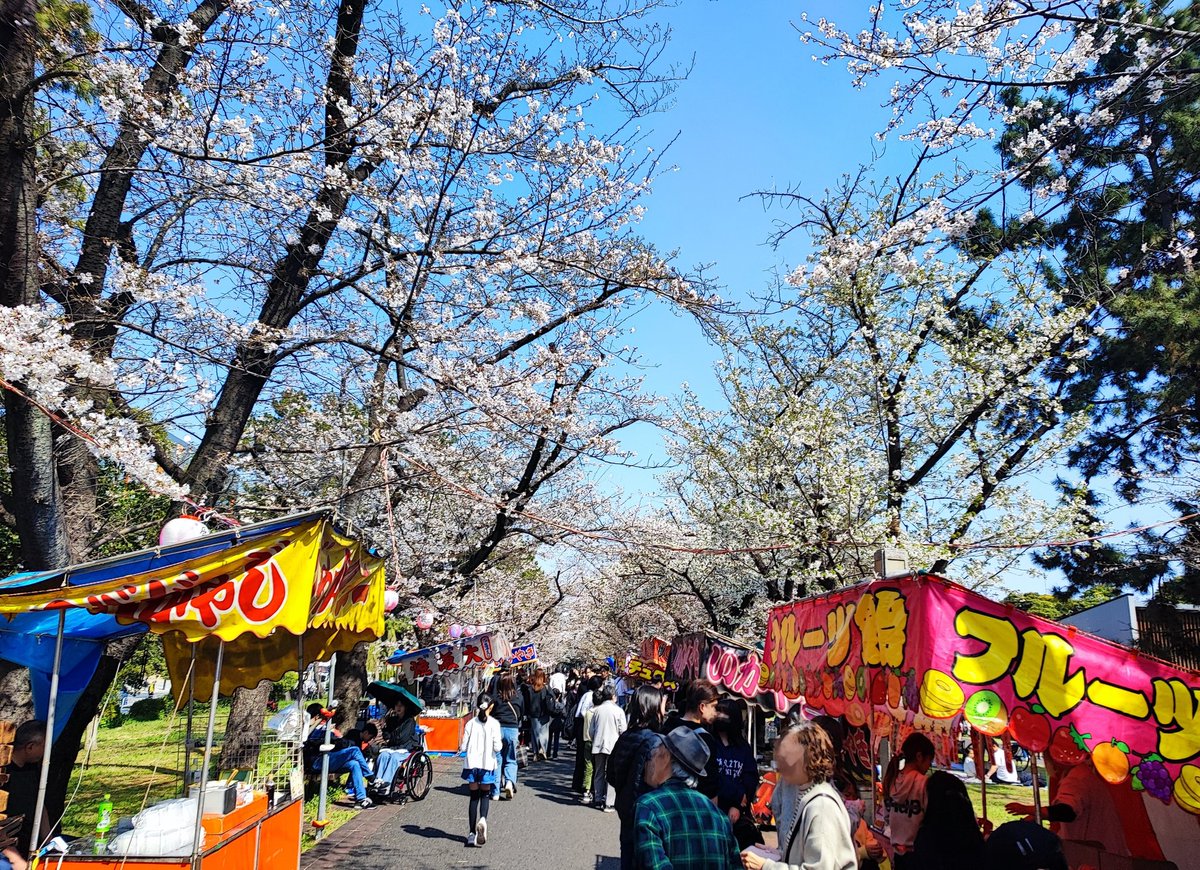dama__'s tweet photo. 週末は世界選手権見ながらスプリングトロフィーへ⛸️
去年の夏から通い出した辰巳、春の桜並木を楽しみにしてたけどまさかこんなにお祭りだとは！！ちょっと思ってたんと違ったけど笑、楽しそうなお花見客の中リンクの行き来するのも楽しかった〜☺️🌸 https://t.co/zB3BA2mUjL
